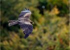 Yellow beaked kite - David Greenwood (Open).jpg